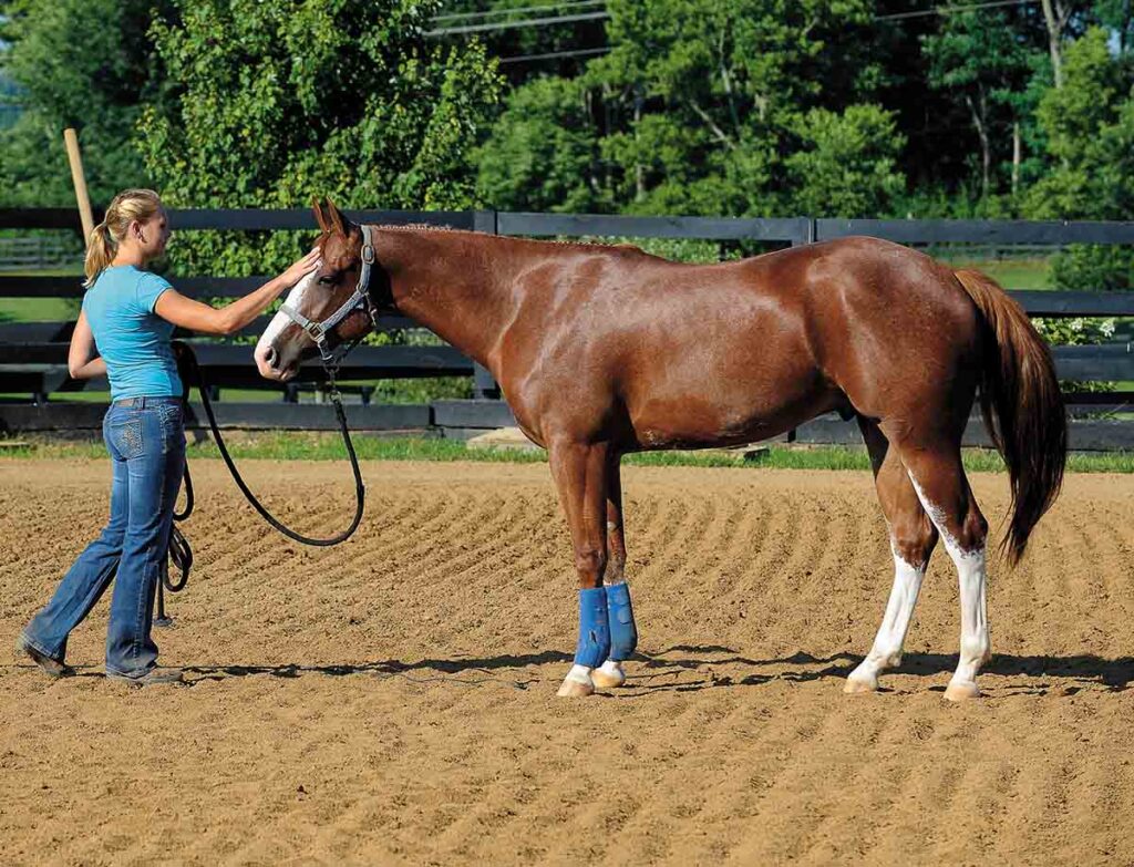 A horse trainer pets a horse on the face after longeing it.
