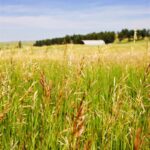 Field of brome grass hay