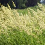 Orchardgrass