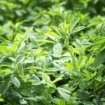 Alfalfa