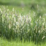 Timothy grass for hay