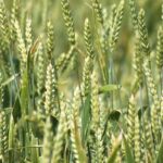 Oat grass