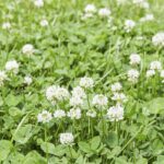 White clover