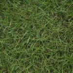 Bermuda grass