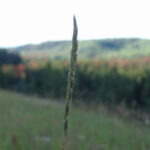 ryegrass