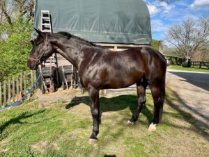 seal brown horse