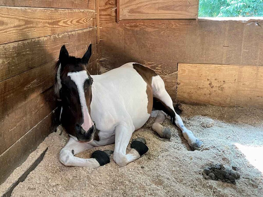 A paint mare rests in her stall