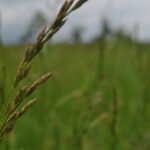 Tall fescue