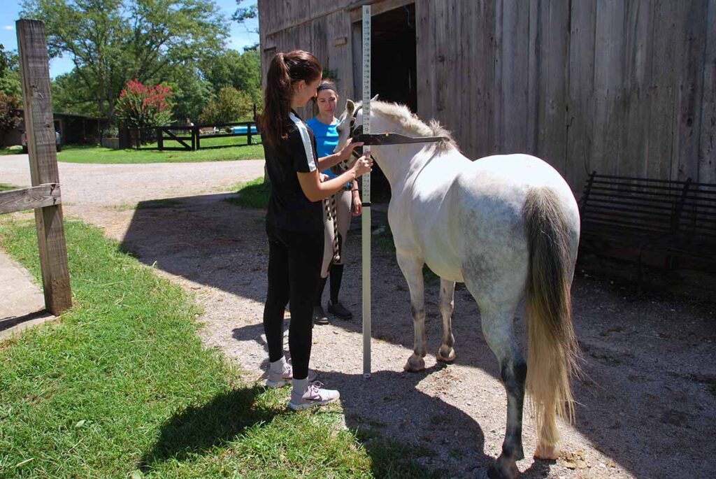 Two women measure a gray pony's height using a measuring stick