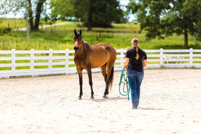 Poll: What Horse Care Skill Did You Learn First?