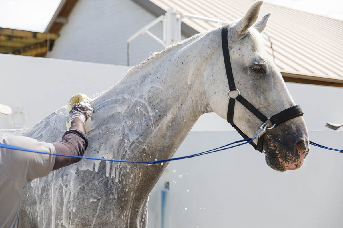 A gray horse in cross-ties gets a bubble bath