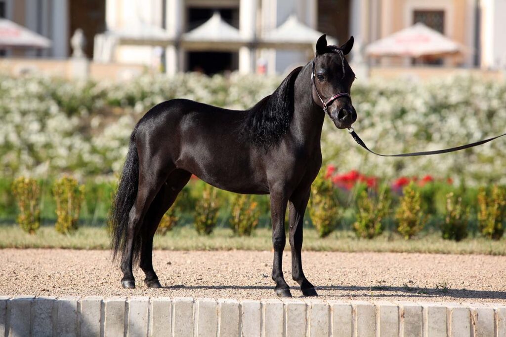 A black miniature horse poses