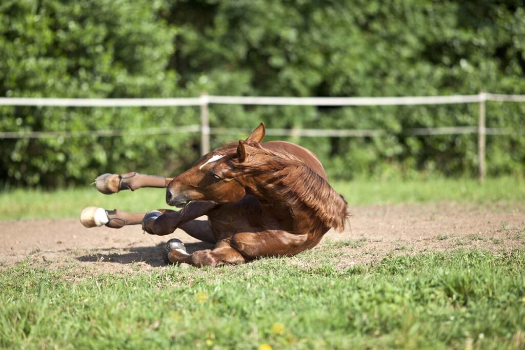 a chestnut horse rolling in the sand