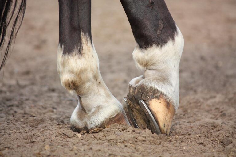 A close-up of a horse's hind foot with a horseshoe on it