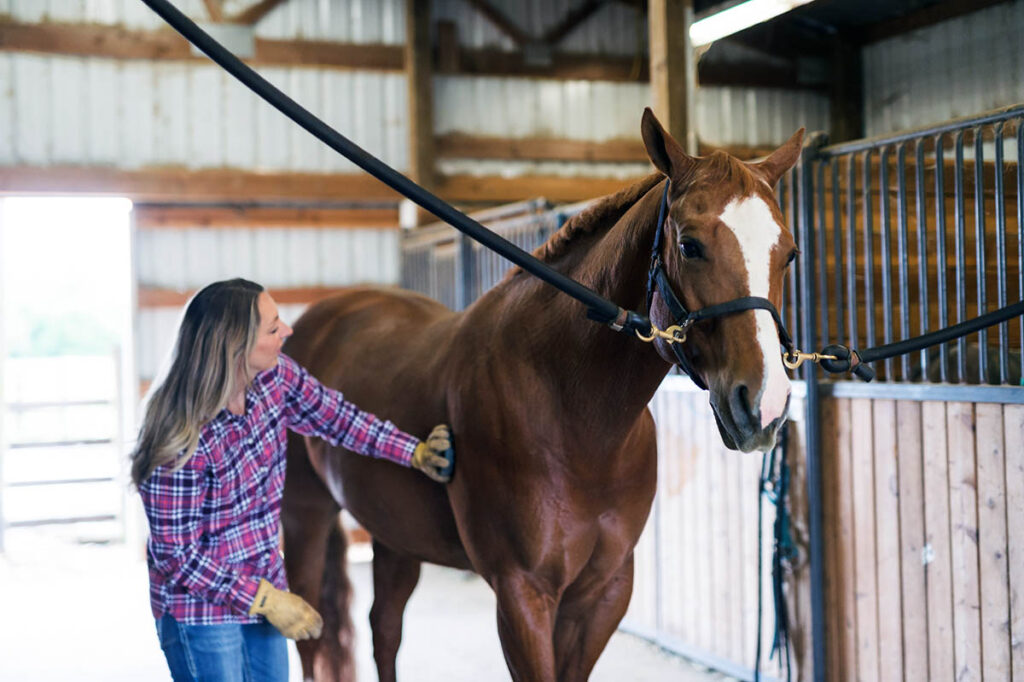 A woman curries her chestnut horse in the cross-ties