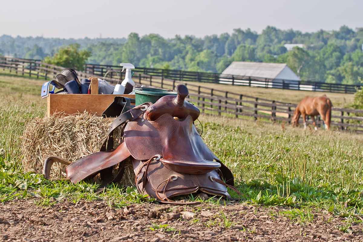 Horse tack, feeding, and grooming supplies in a field with a horse in the background