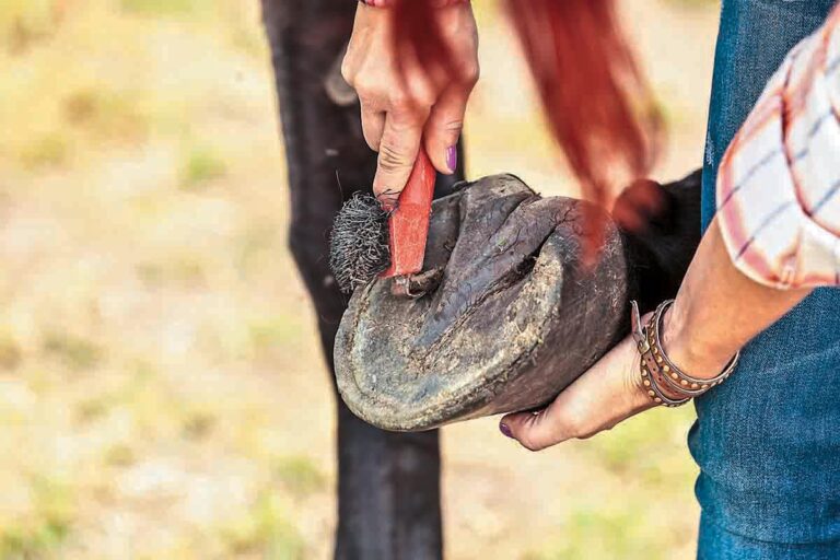 close up of someone picking out a horse's hoof