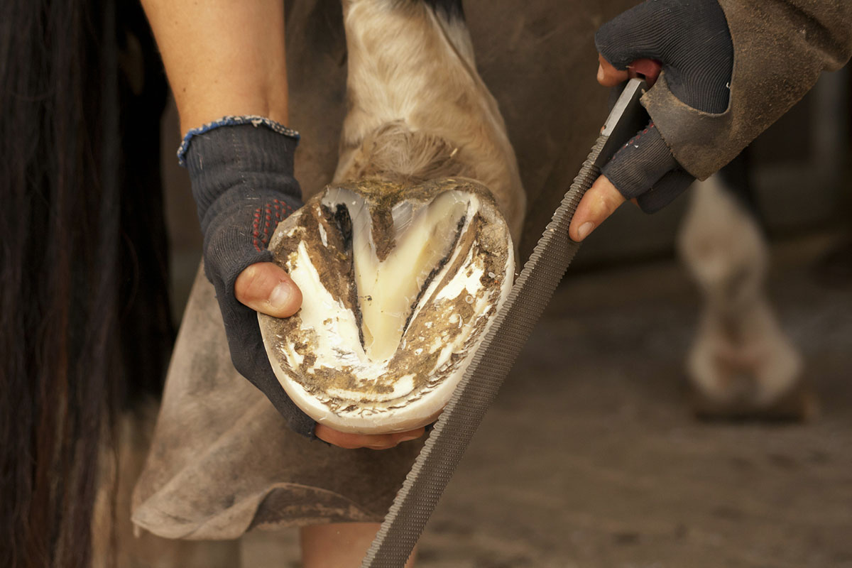close up of a farrier rasping a horse's hoof