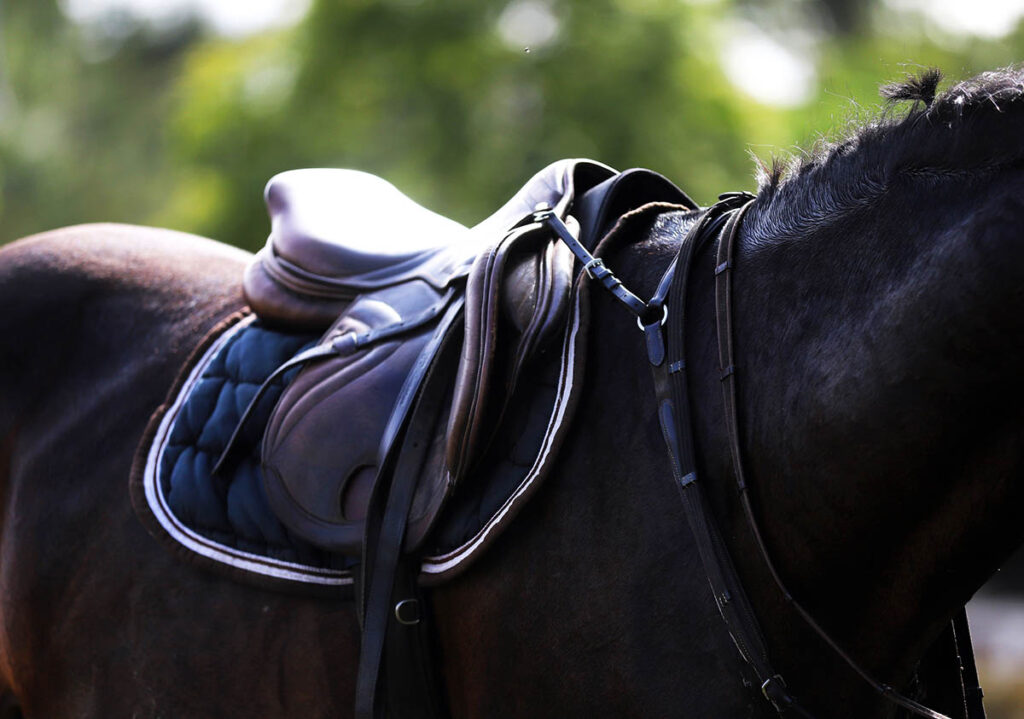 close-up of a dark bay horse's back with an English saddle, pad, and breastplate.