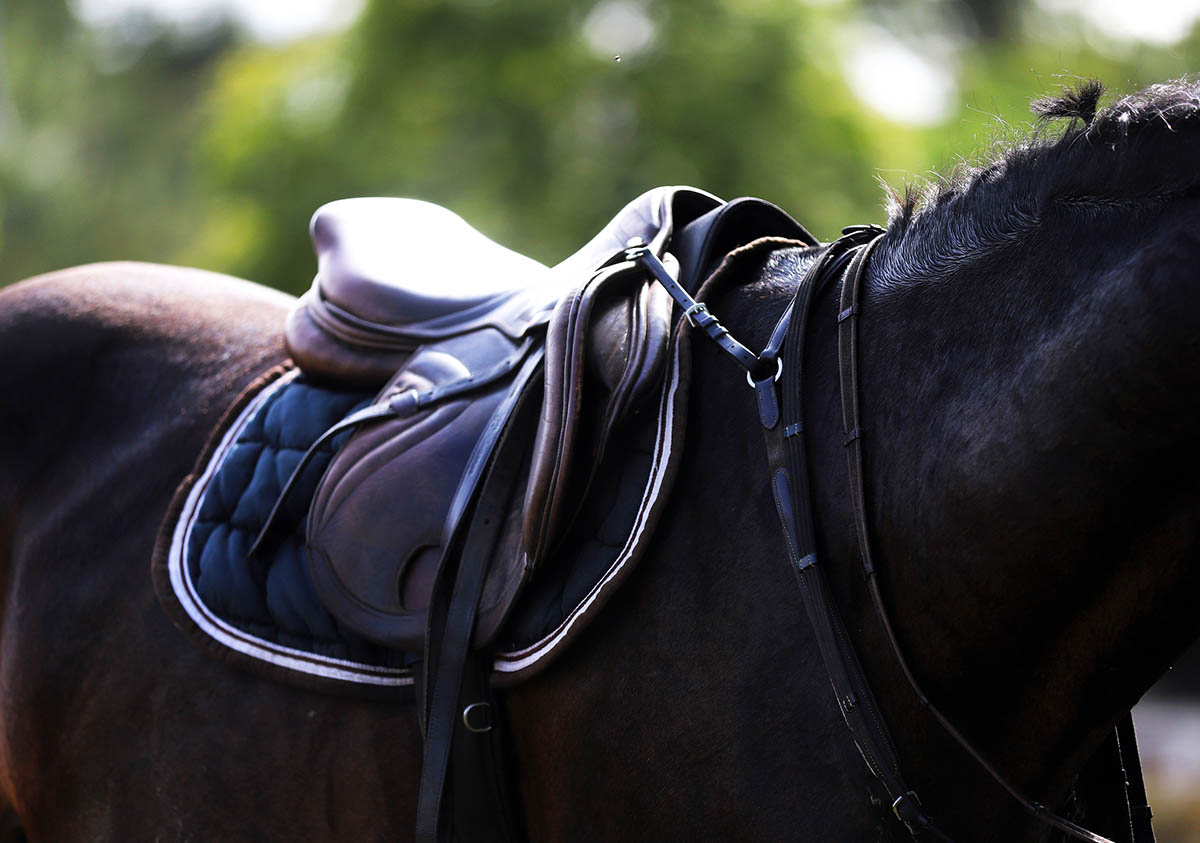close-up of a dark bay horse's back with an English saddle, pad, and breastplate.