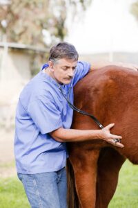 a male equine veterinarian uses a stethoscope to listen to a horse's gut sounds