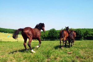 three bay horses running away from something frightening