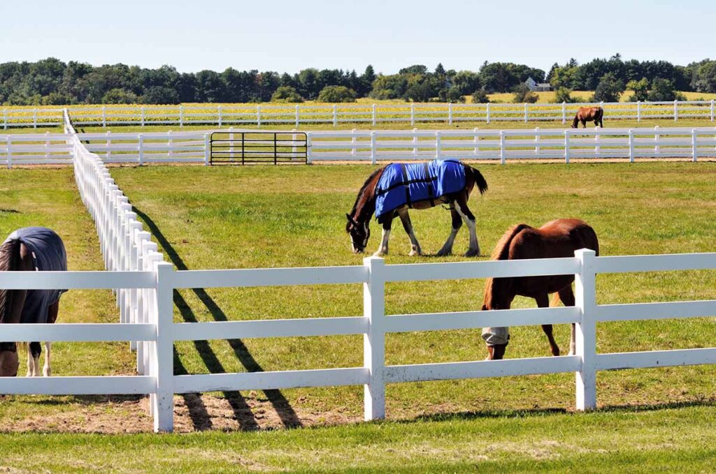 horses grazing in a paddock with white fencing