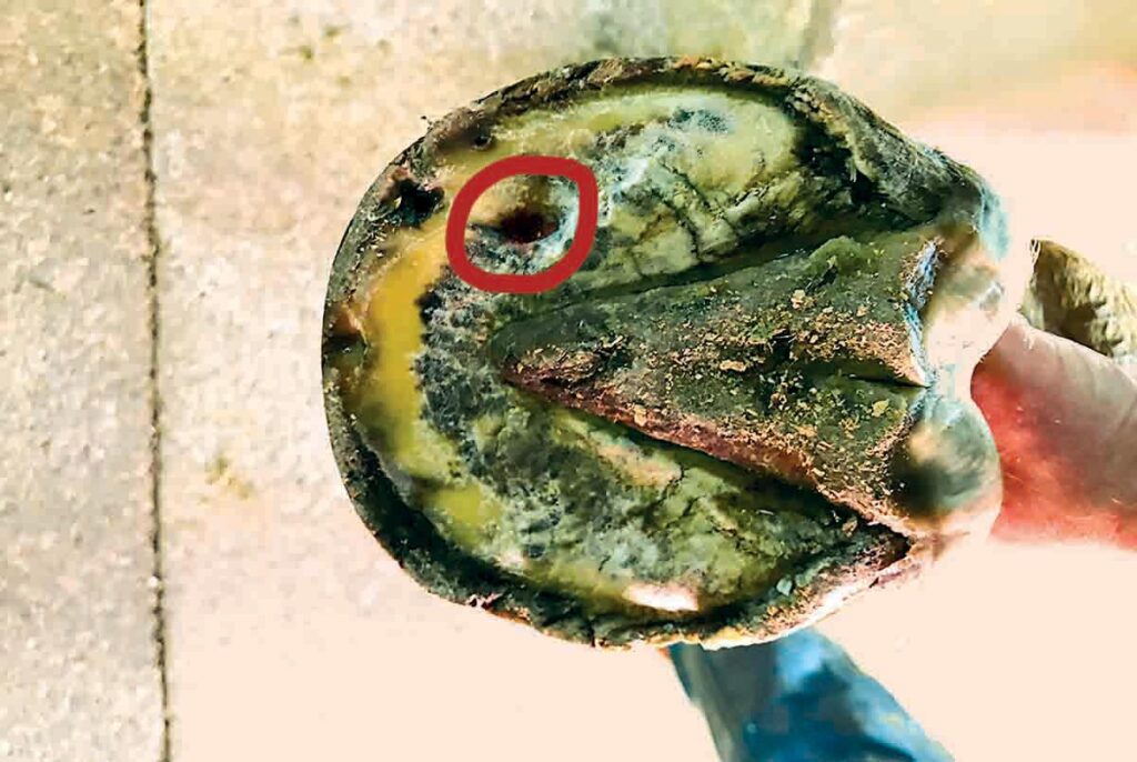 close up of an abscess on the sole of a horse's foot