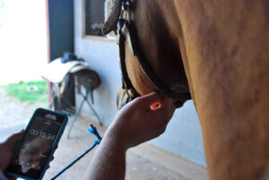 Close up of someone taking a horse's pulse by feeling the artery under the jaw