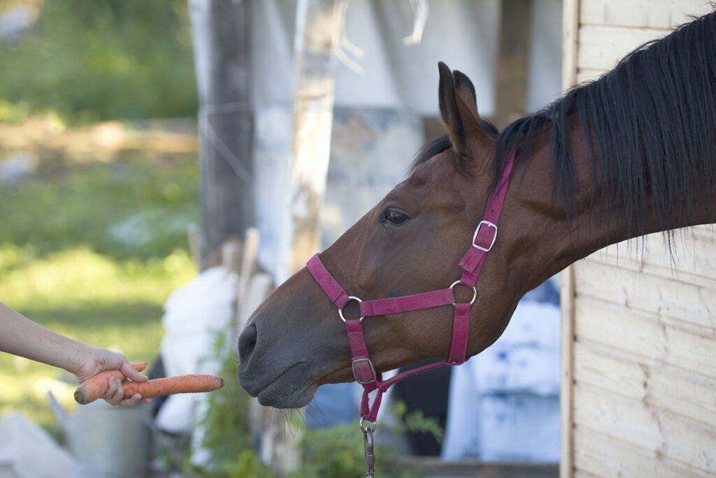 A person hands a carrot to a horse