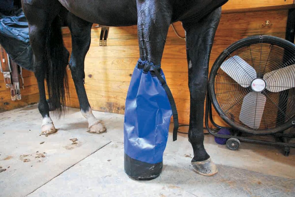 Soaking a horse's hoof in warm water and epsom salts