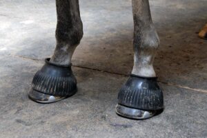 bell boots on a horse's front hooves