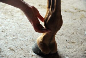 close-up of someone feeling a horse's digital pulse on its ankle