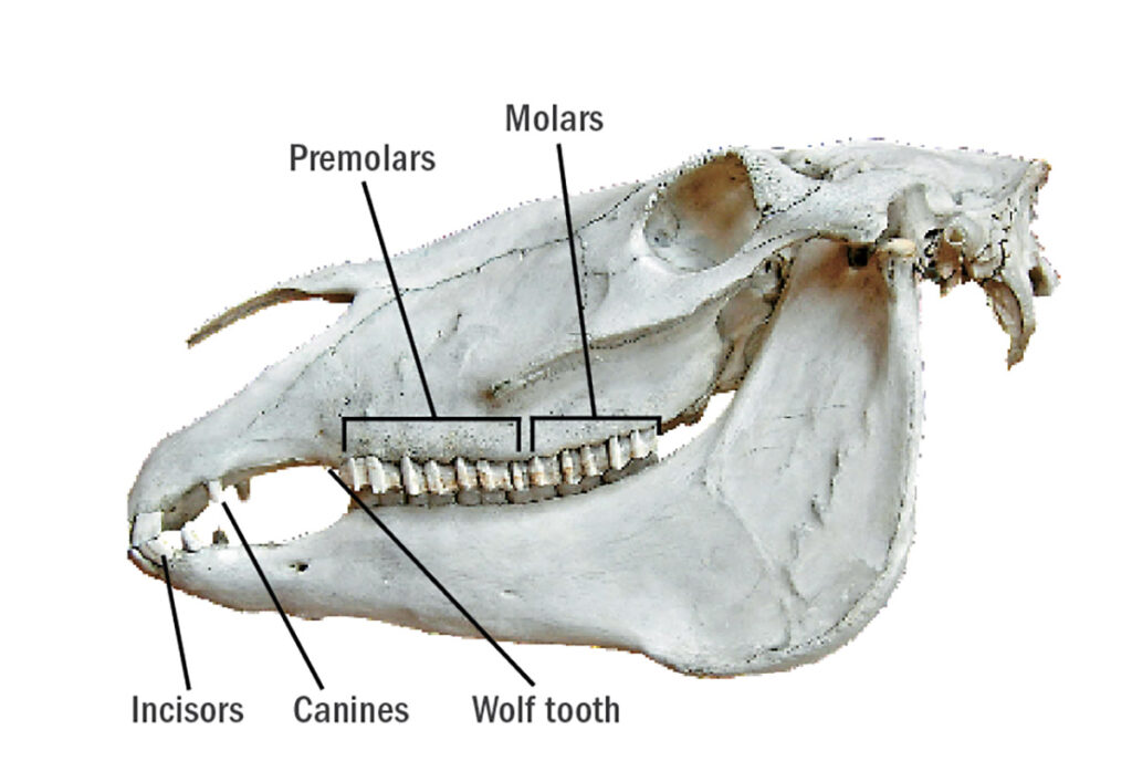 Equine dental anatomy and types of teeth
