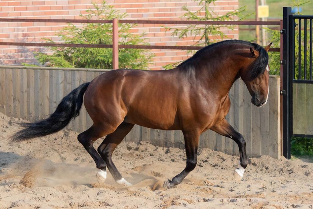 A bay Andalusian horse cantering