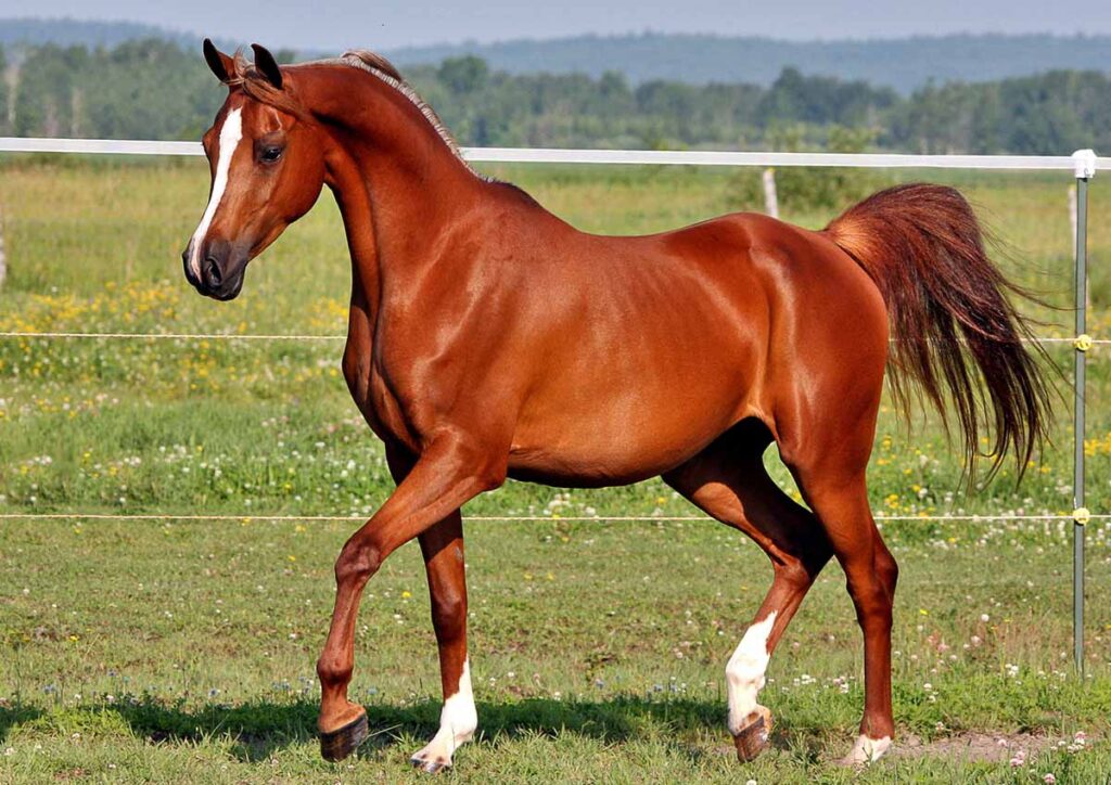 A chestnut arabian horse trots in a field