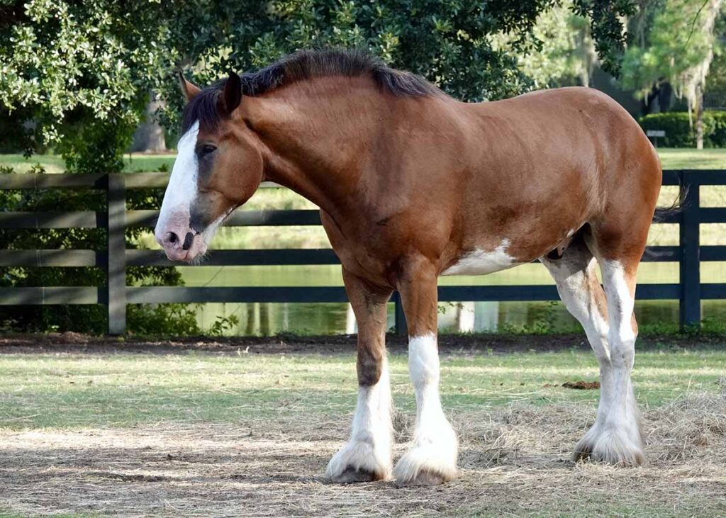 A clydesdale horse