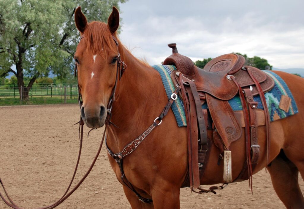 chestnut horse in western tack