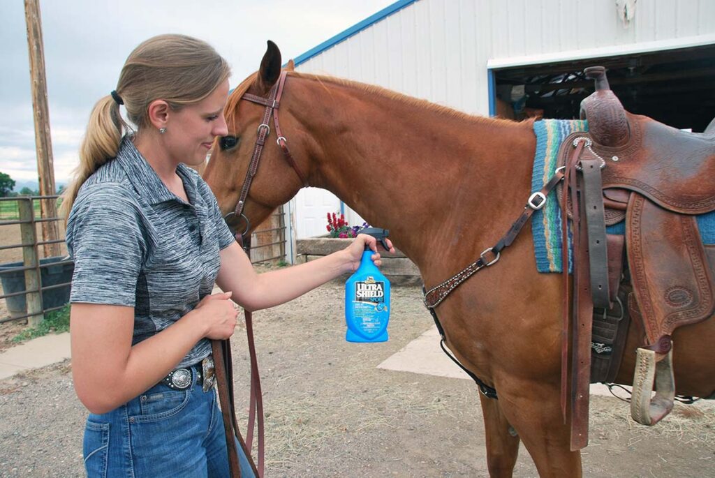 A woman applies fly spray to chestnut quarter horse's body.