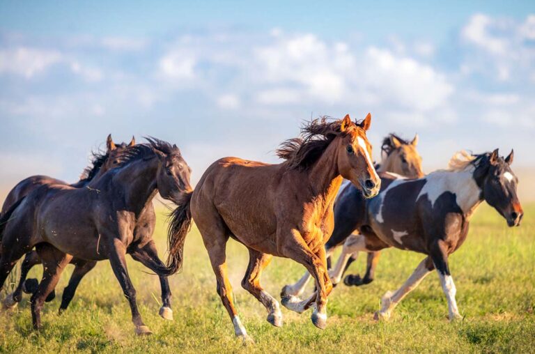 a herd of horses gallops across a field