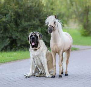 A palomino miniature horse standing next to a mastiff dog