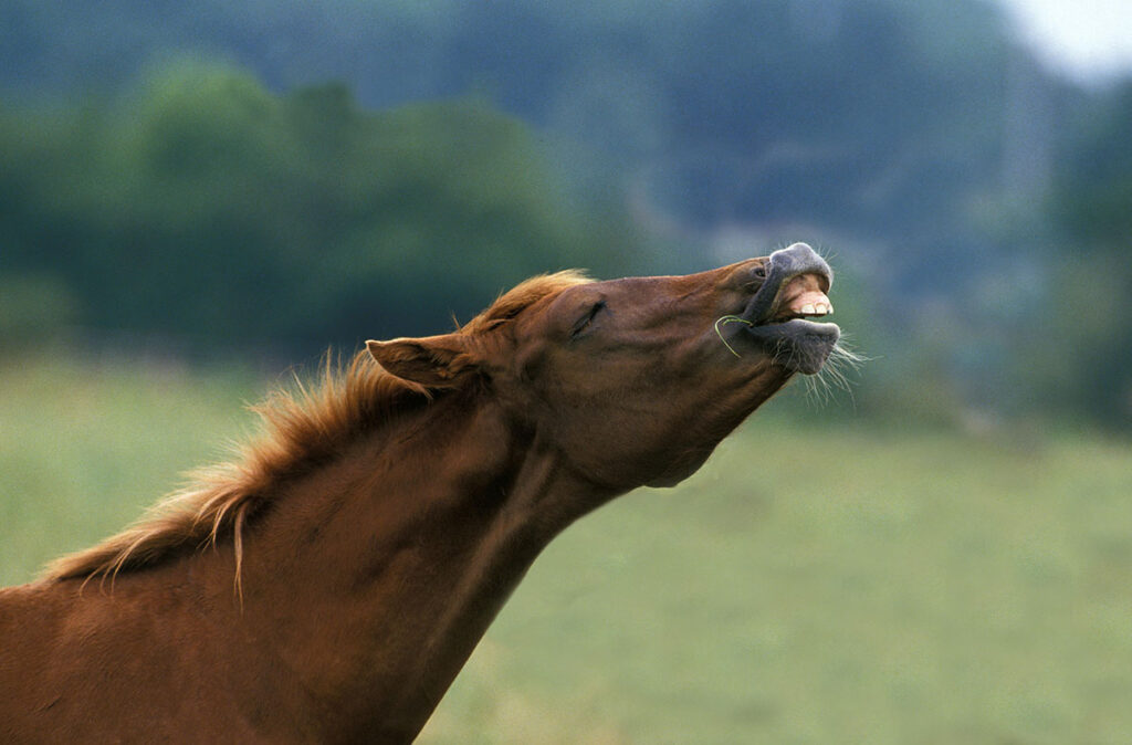 a horse lifts his lip up in response to a bad smell or taste