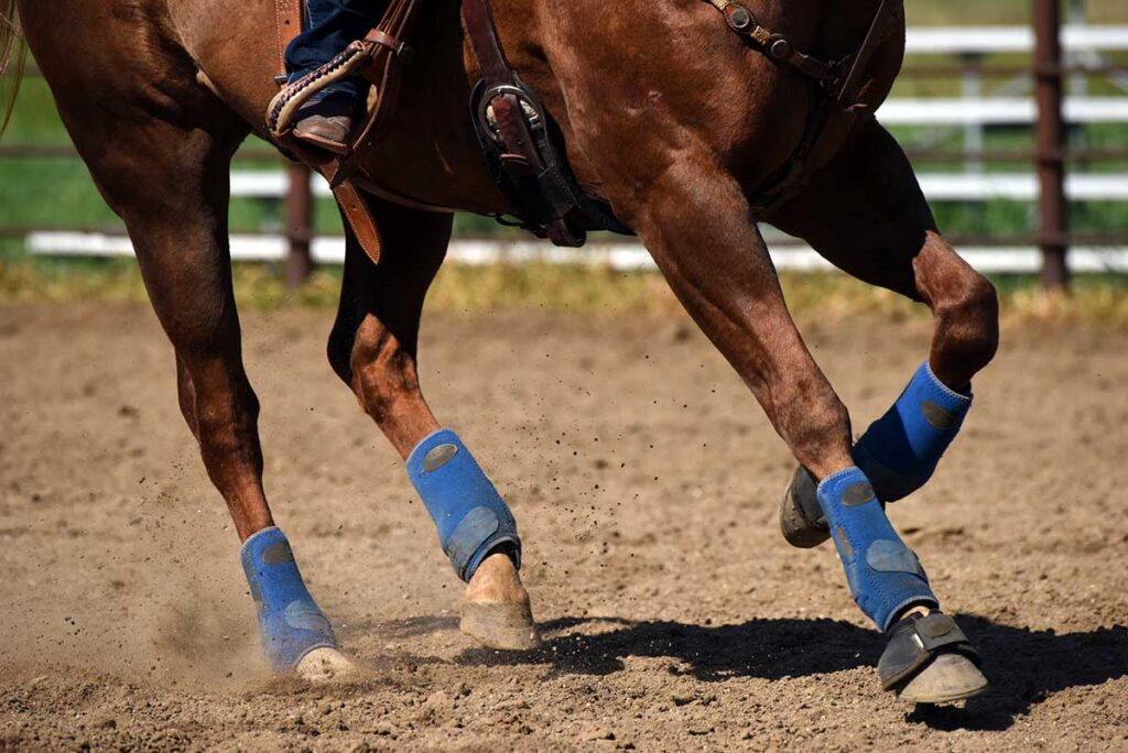 Galloping boots on a horse