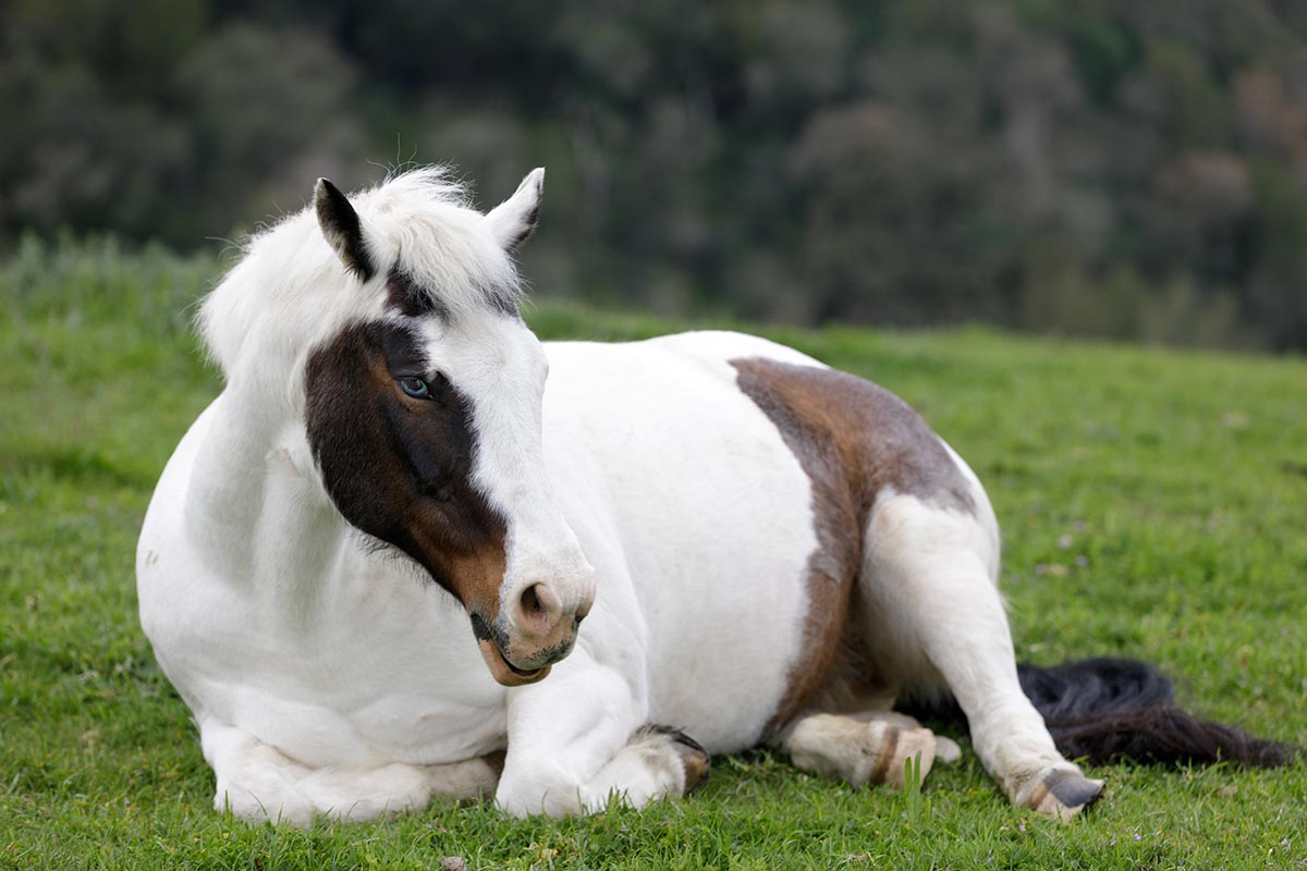 A brown and white paint horse rests in a field