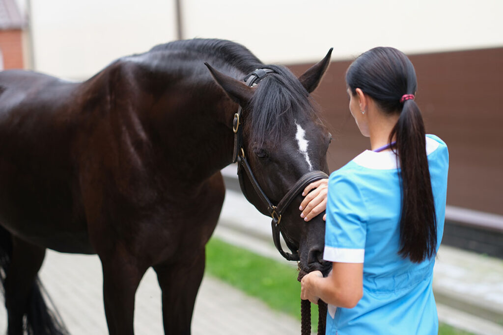A female veterinarian pets a black horse