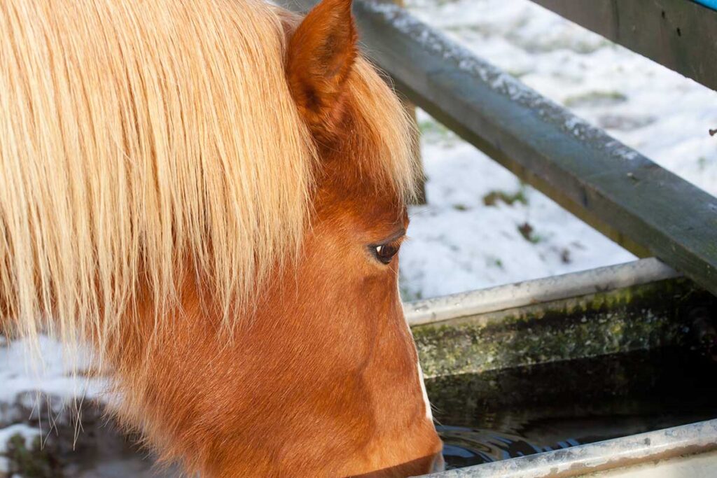 a chestnut horse drinks water in the winter