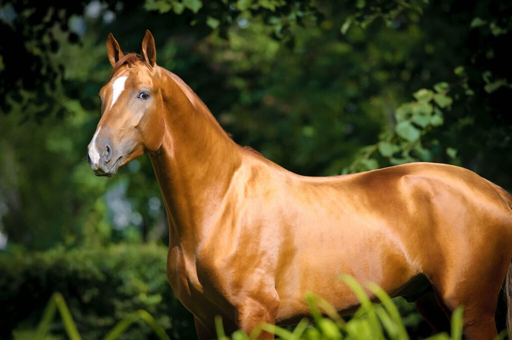 A very shiny chestnut horse