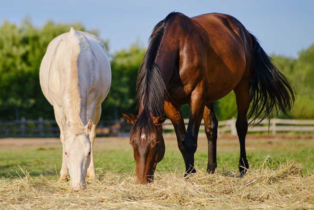 a gray horse and a bay horse share hay in a field