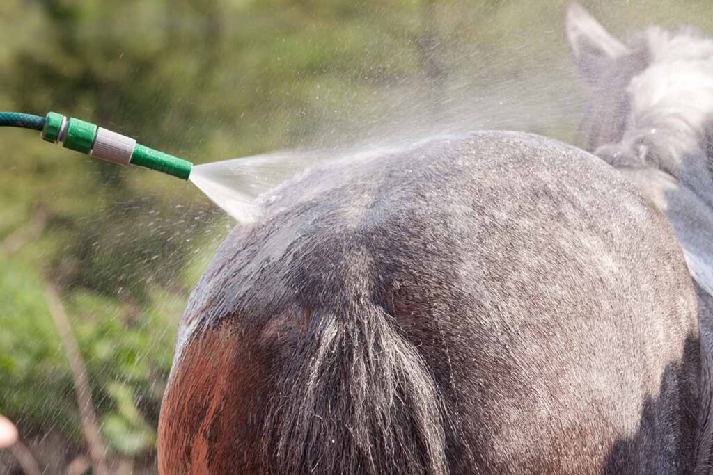 close up of hosing a gray horse's body down on a hot day