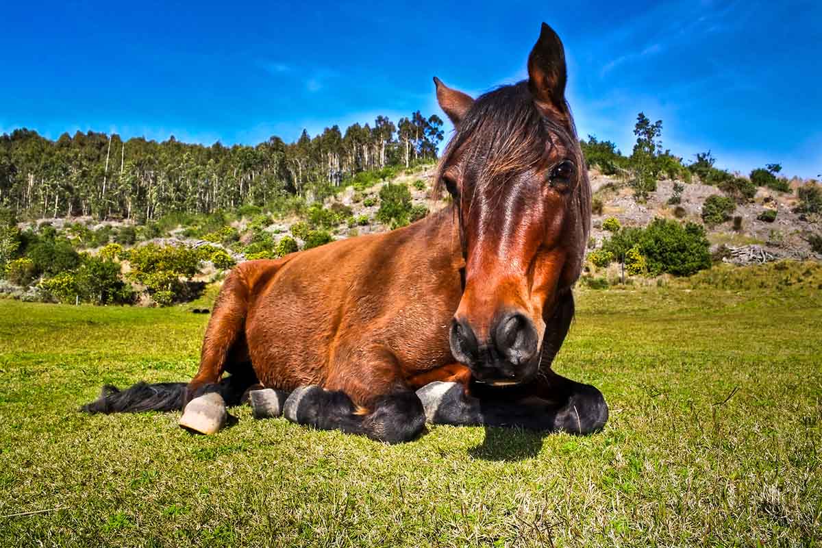 cute bay horse lying down in a field